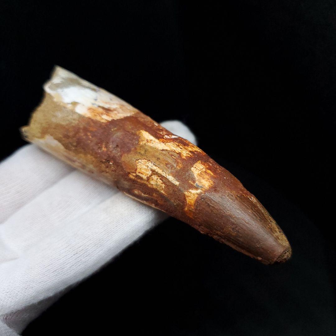 美品 スピノサウルス 本物 モロッコ産 94.41mm  sp435