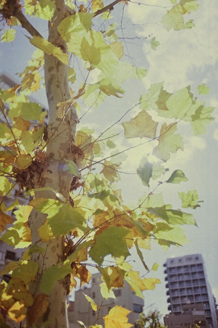 実用•珍品•作例あり】Topcor 35mm f2.8 + Nicca 5 カメラ