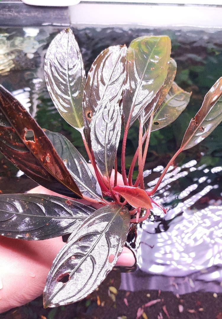 水草 ブセファランドラsp.スケルトンキング 大株 最高