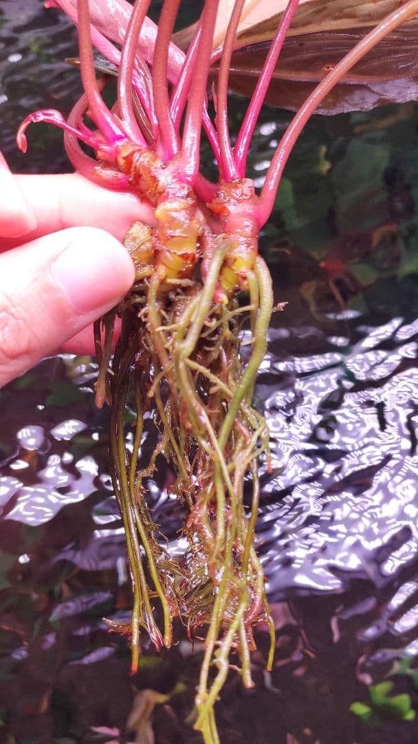 水草 ブセファランドラsp.スケルトンキング 大株 最高