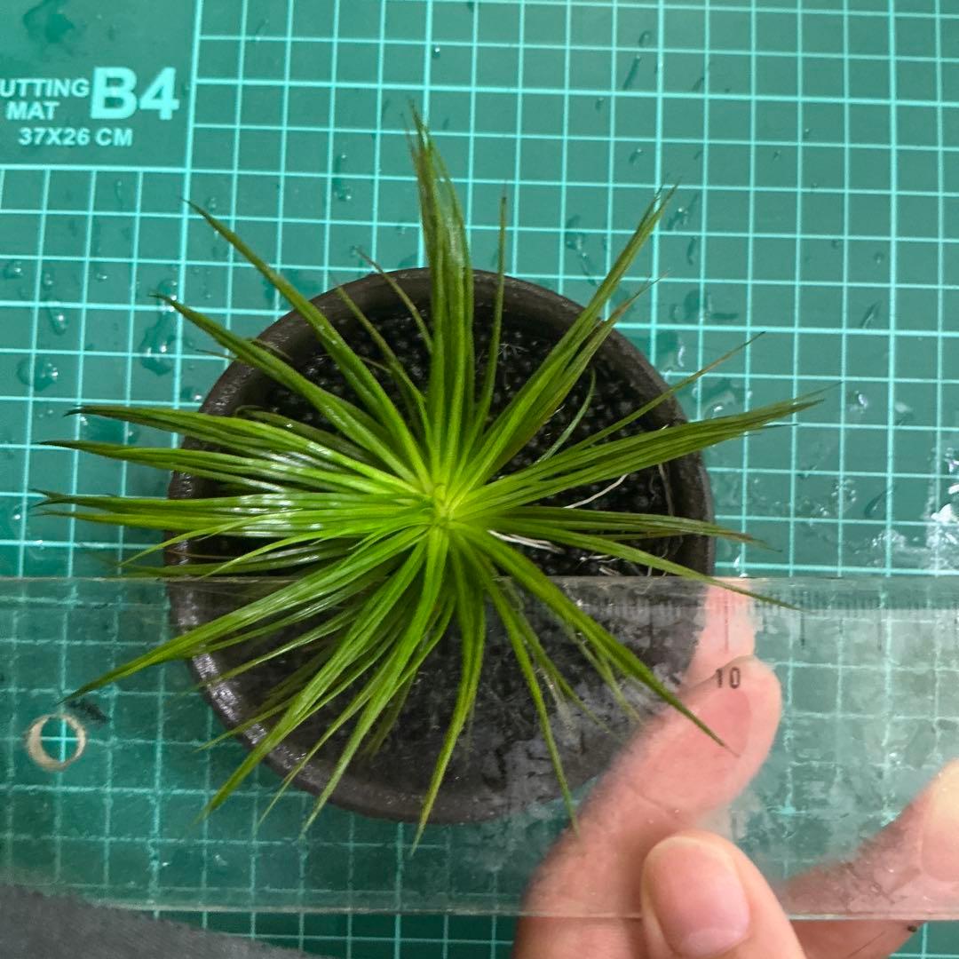 メルカリ便】珍！ホシクサsp.キンバリーナロー 大株 1株 約11cm 鉢付き