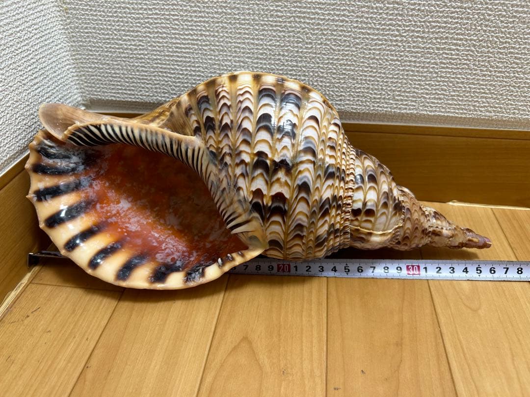 法螺貝　ホラガイ　36cm