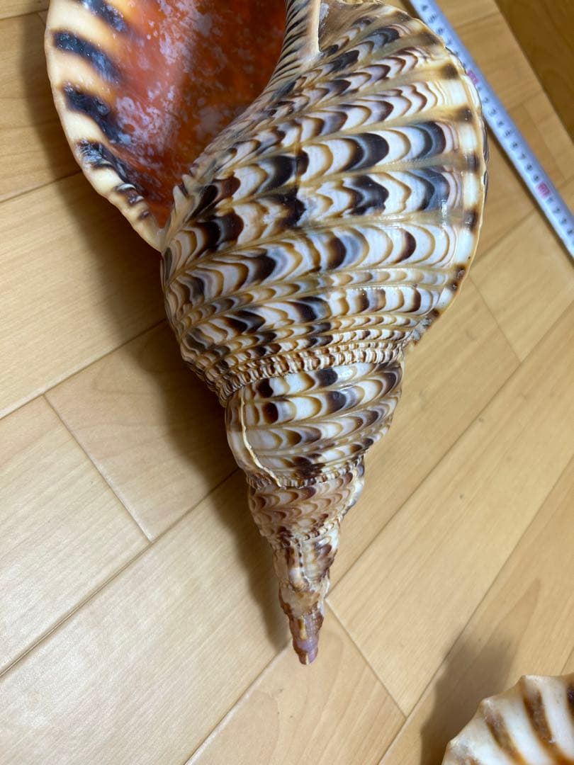 法螺貝　ホラガイ　36cm