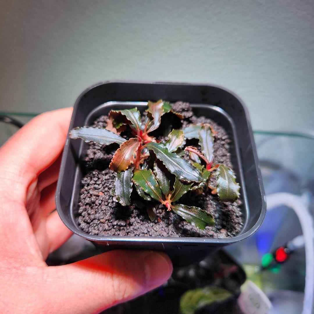 ブセファランドラspクダガン 写真の株たち - メルカリ