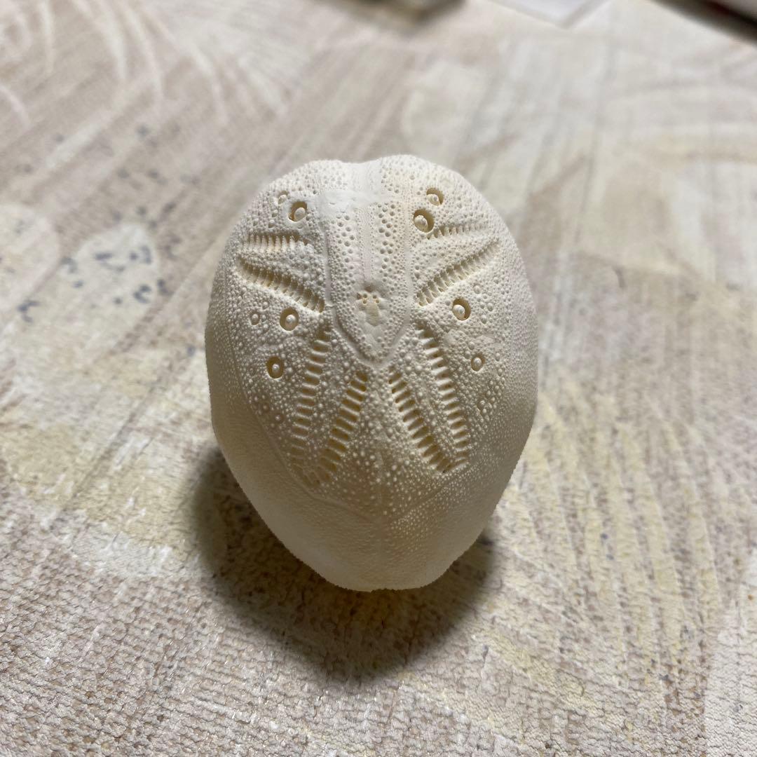 外国ブンブク♡ウニ殻♡標本 ブンブク♡ウニ殻♡標本 骨格 標本 ウニ