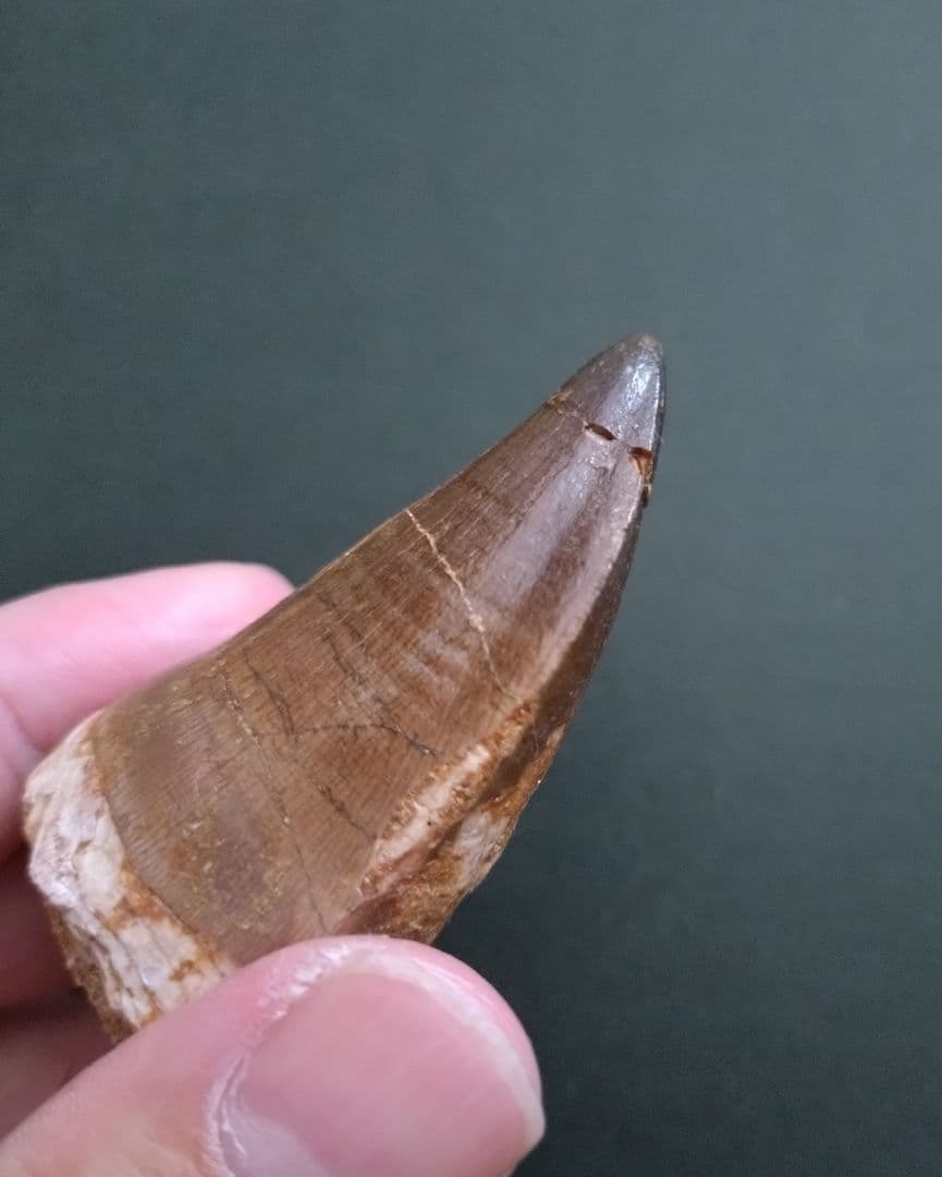 特大本物】モロッコ産モササウルス（プログナソドン）の歯の化石 約5.5×3cm