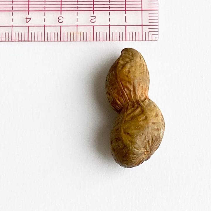 伊勢根付・『落花生』朝熊黄楊・『正昭』在銘・提げ物 - メルカリ