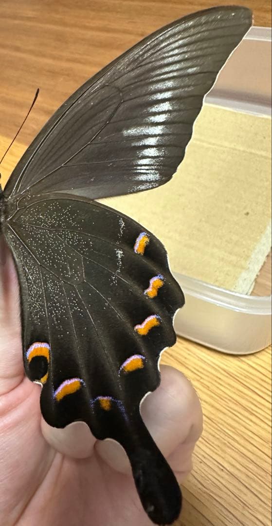 ミヤマカラスアゲハ 標本 採取品