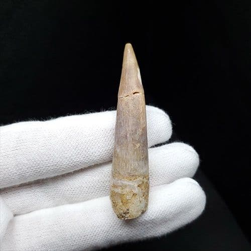 美品 プレシオ サウルス 化石 歯 本物 モロッコ産 55mm pr98 - メルカリ