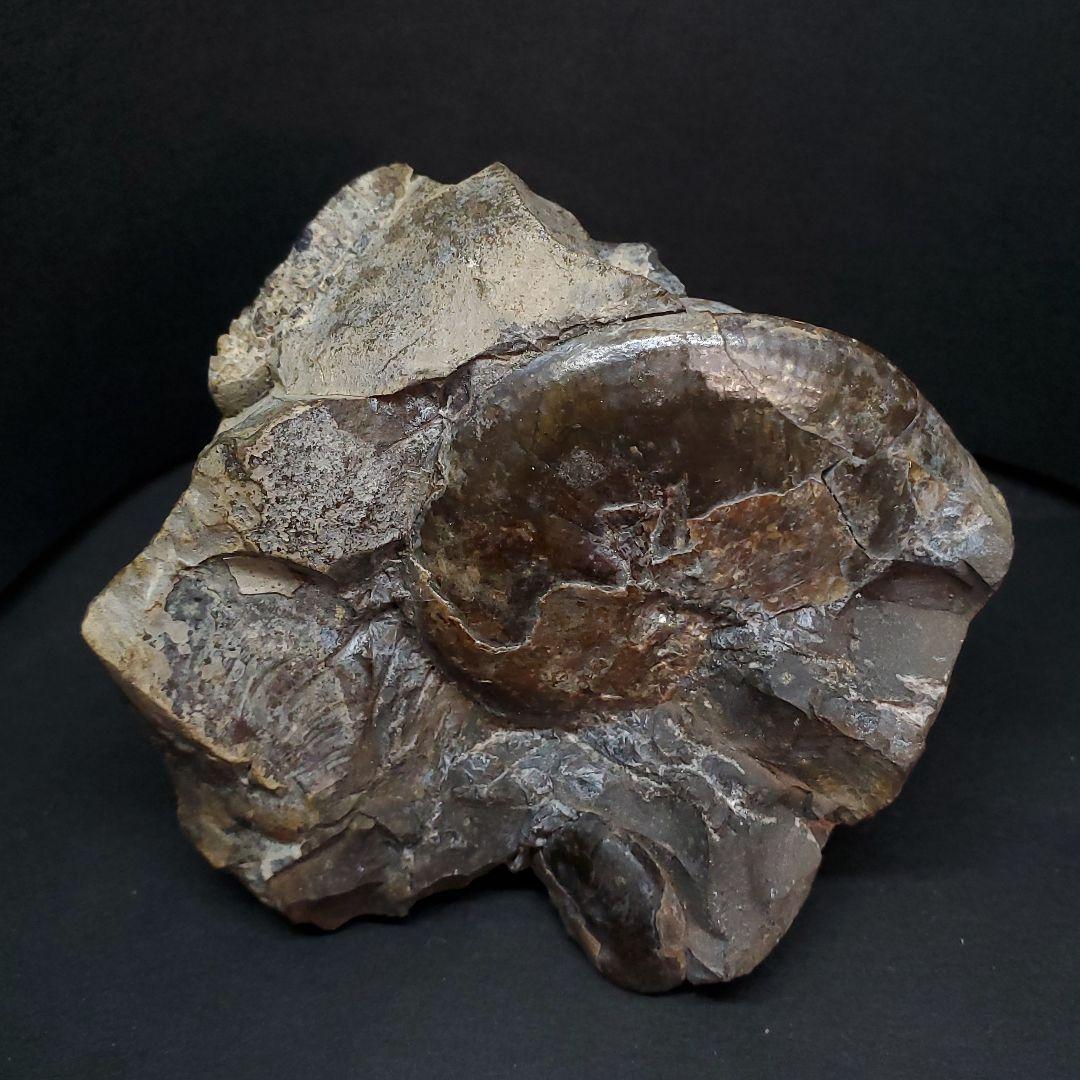 母岩付き アンモナイト 三畳紀  本物 ノルウェー産 70.65mm  fan6