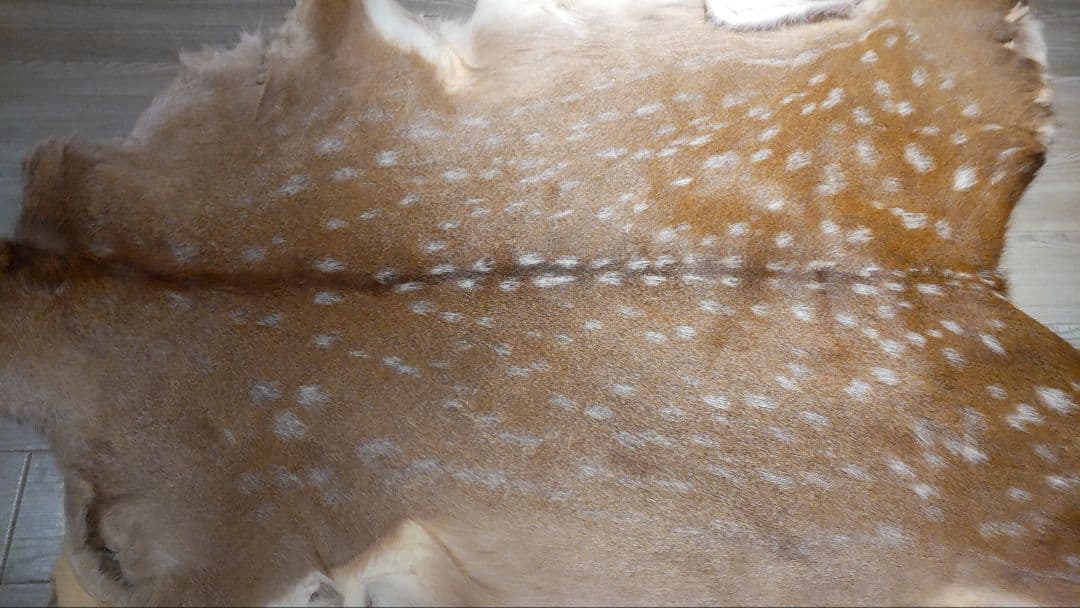 鹿の夏毛 2頭 Lサイズ 武具材料 行縢 尻鞘 直垂 狩衣 鞍鐙 流鏑馬 笠掛