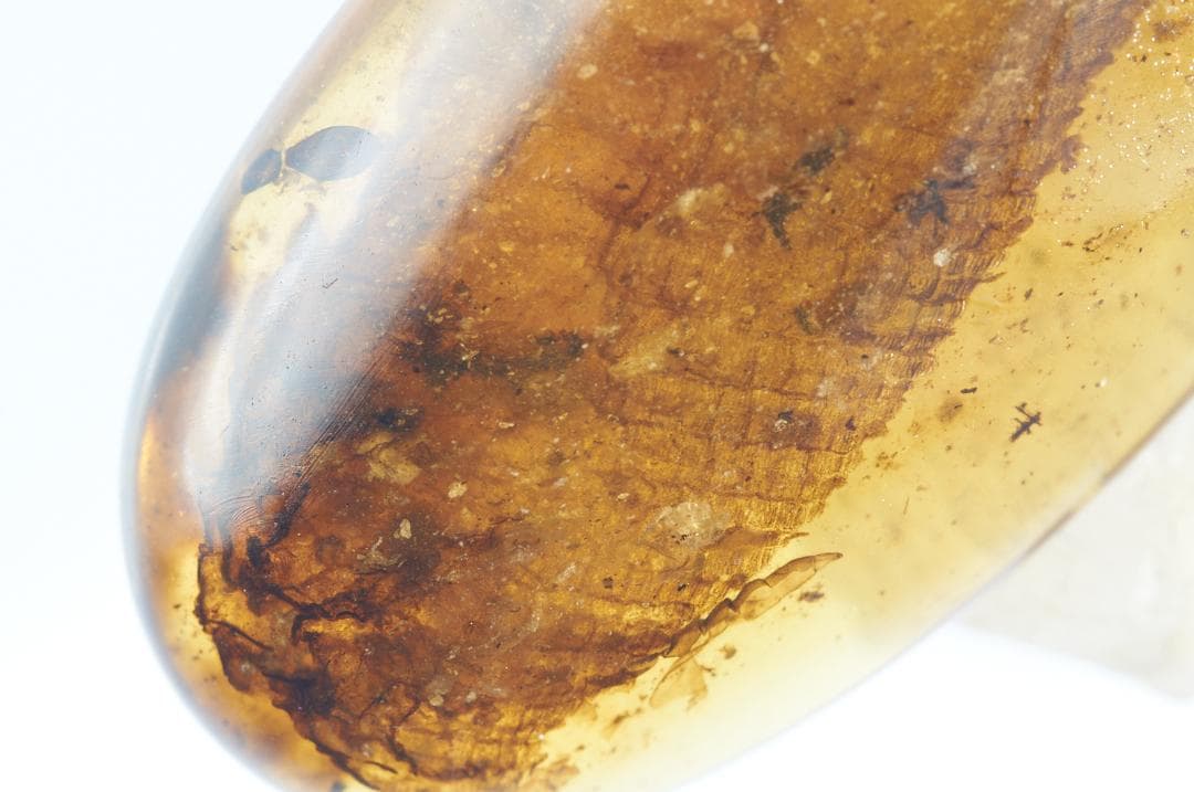 レア極上品 PA114虫入り琥珀化石 ミャンマーカムティかタナイ9900万年