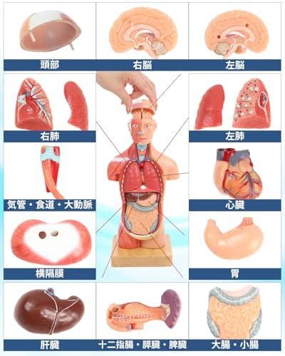 AKIYOMARU ソフトな質感で15分解できる卓上サイズの人体解剖模型 人体模