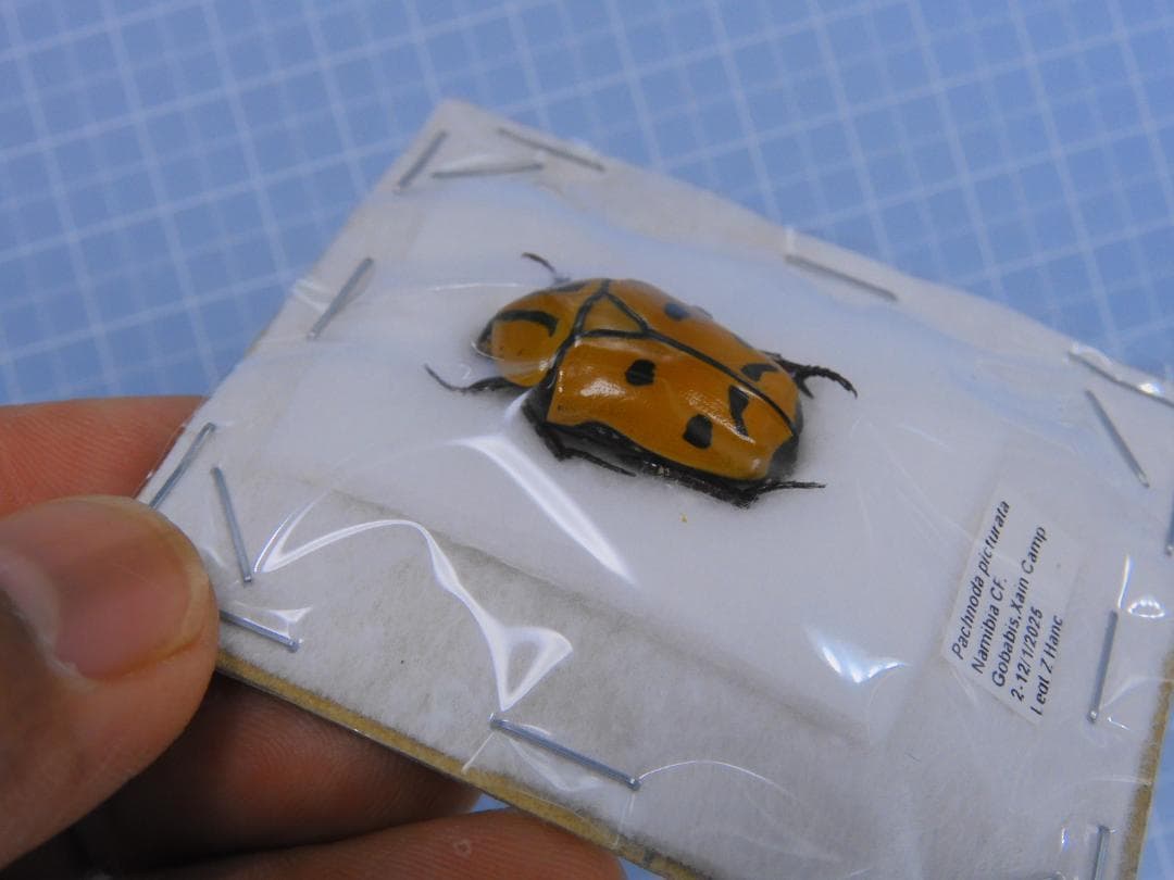 ナミビア産 珍品ハナムグリ 23mm