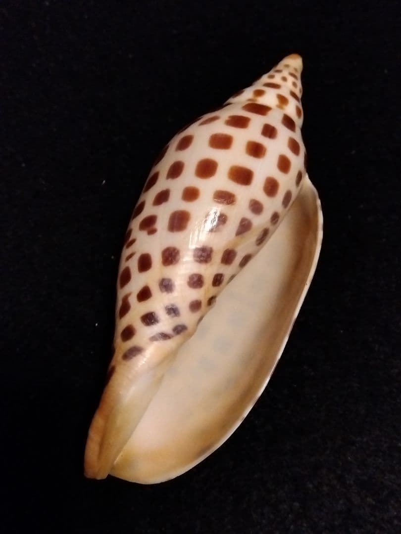 貝殻の標本 リュウグウボラ（ガクフボラ科）