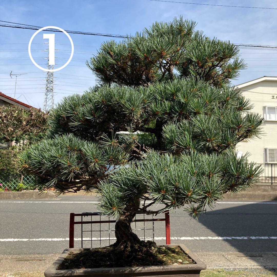 松寿 小品 盆栽鉢 レトロ 5個セット (A5) 松寿 小品 盆栽鉢 レトロ 5個