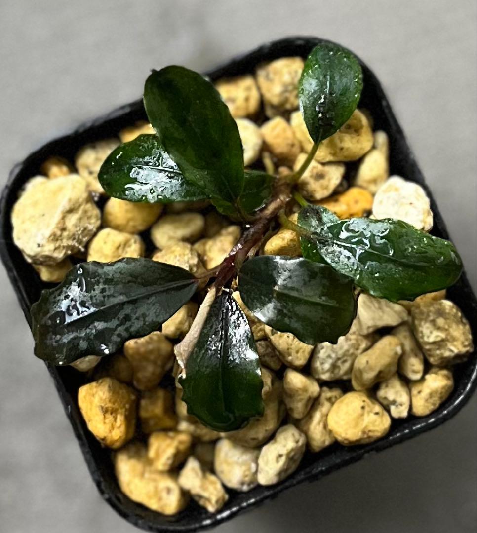 Bucephalandra sp. purple2020【カミハタ】 Bucephalandra sp.オリーバ