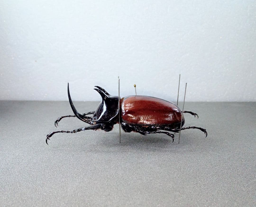 ミャンマー産スキットゴホンヅノカブト65mm