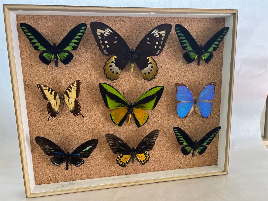 蝶標本 希少ミヤマカラスアゲハ標本ガラス木箱現状品のみ41x50x6cm 蝶