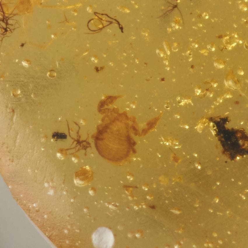 レア極上品 PA0064虫入り琥珀化石 ミャンマーカムティかタナイ9900万年