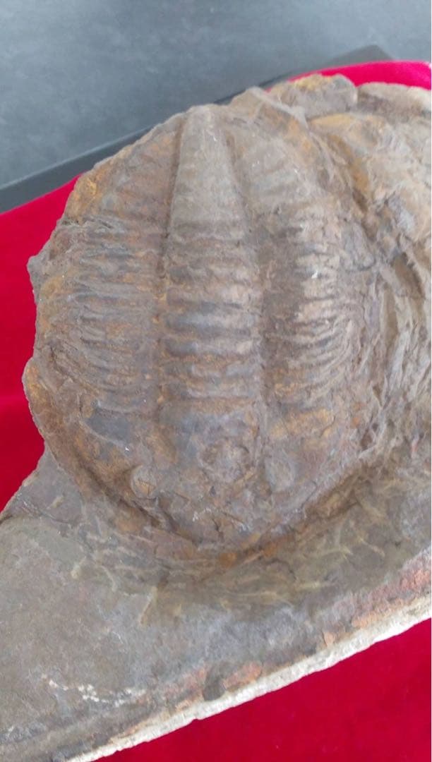 三葉虫化石 化石 古道具 アンティーク ディスプレイ オブジェ