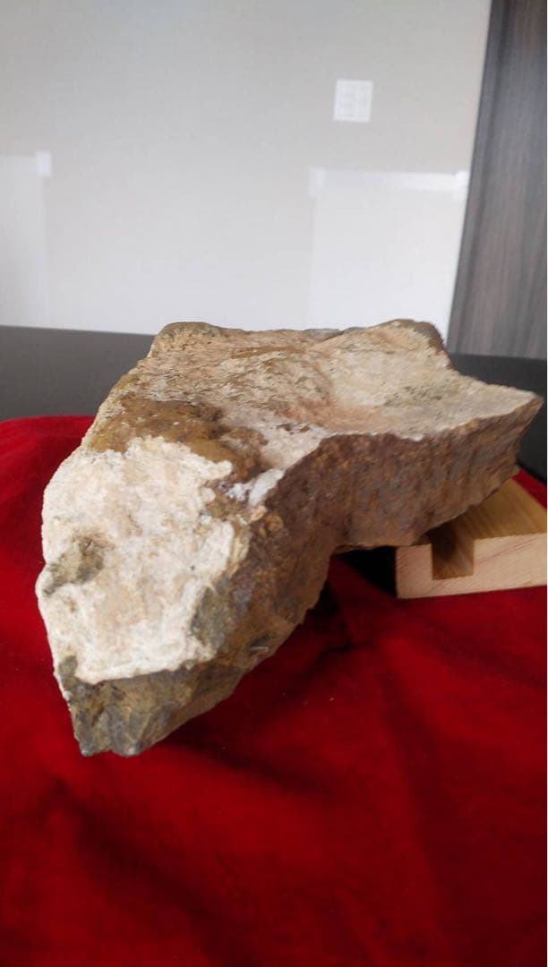 三葉虫化石 化石 古道具 アンティーク ディスプレイ オブジェ