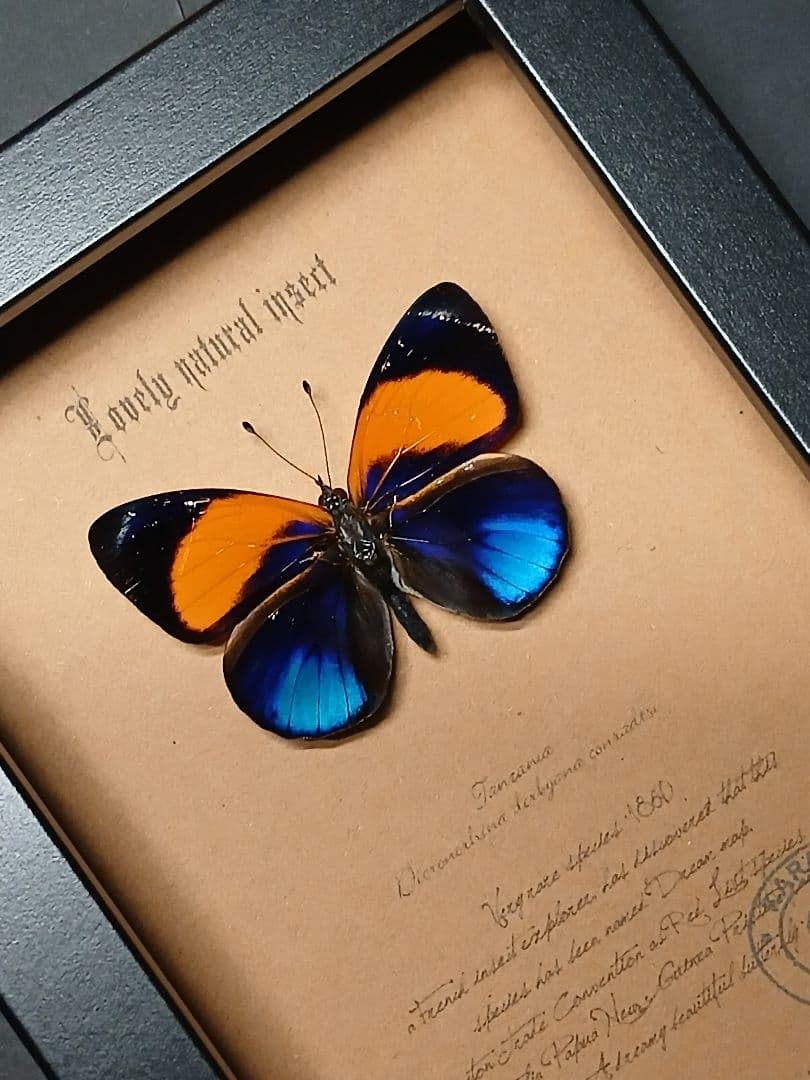 昆虫標本アート｜一点物・オリジナル作品