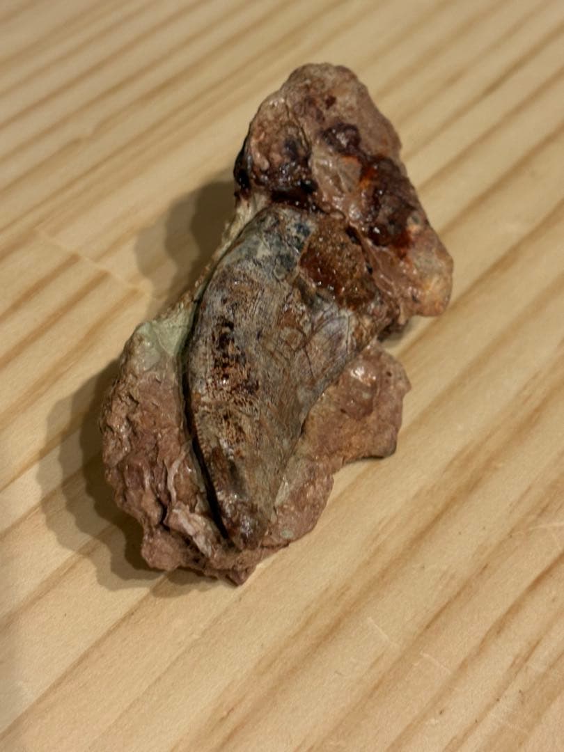 メガロサウルスの歯 化石 モロッコ 恐竜