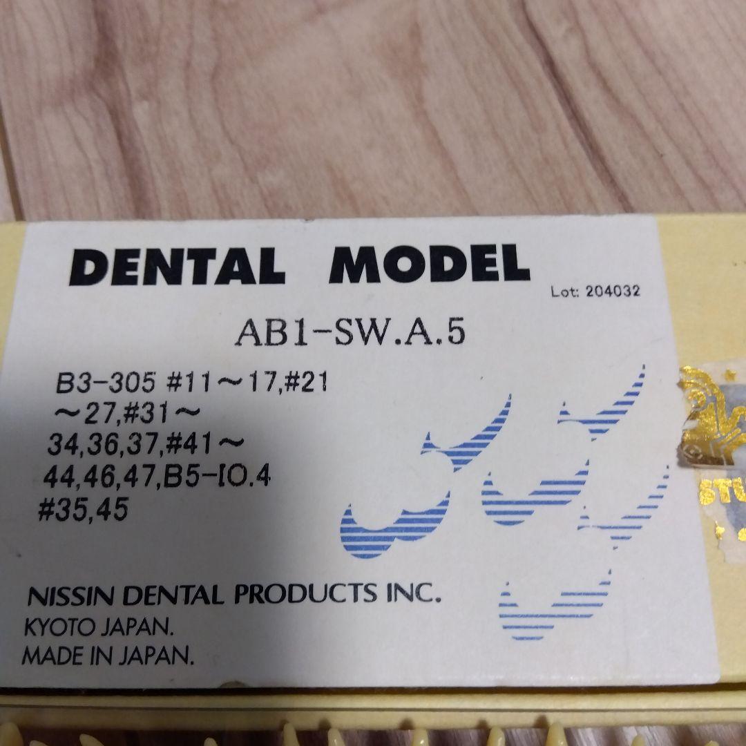 複製根模型歯 DENTAL MODEL B3-305(32S) NISSIN - メルカリ