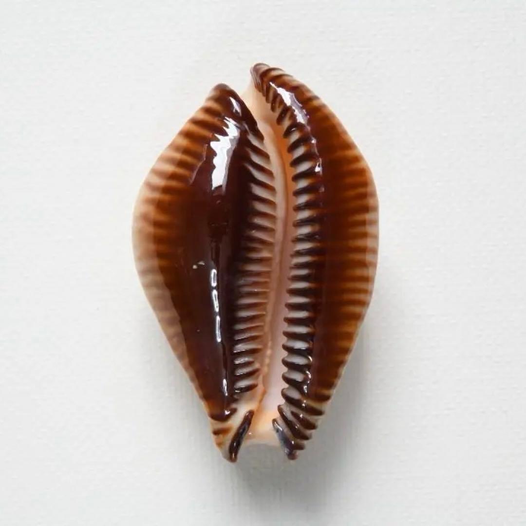 ベンガルクロユリダカラ【貝殻・タカラガイ】