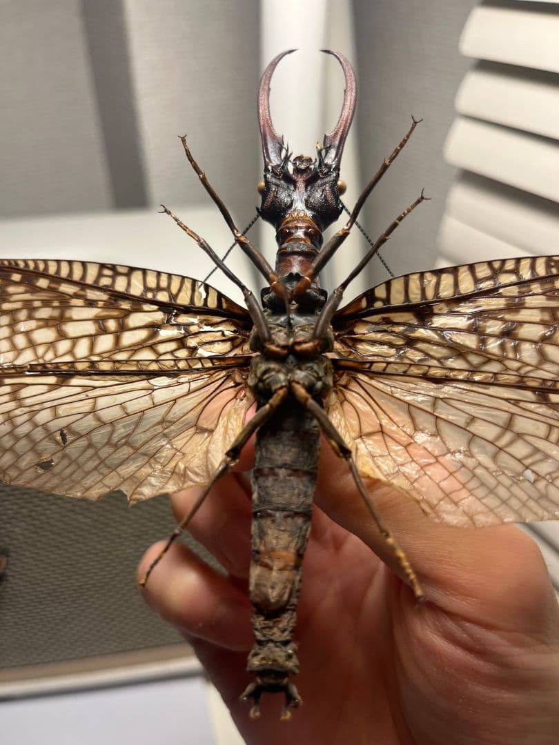 巨大紅牙】オオキバヘビトンボ オオアゴヘビトンボ 昆虫標本 標本