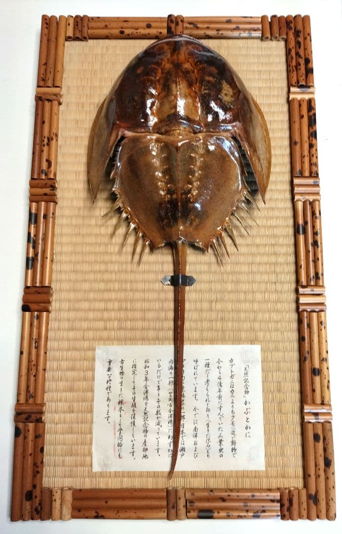 カブトガニの剥製 希少です - メルカリ