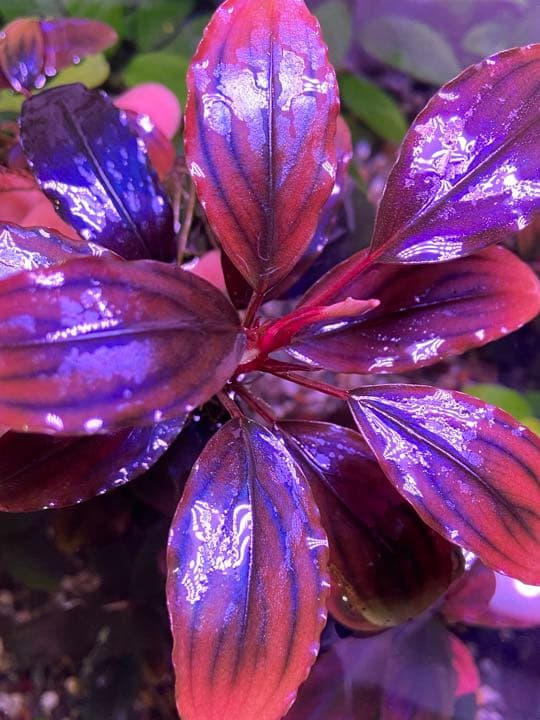 ブセファランドラ sp ,ファンタスティックパープル - メルカリ