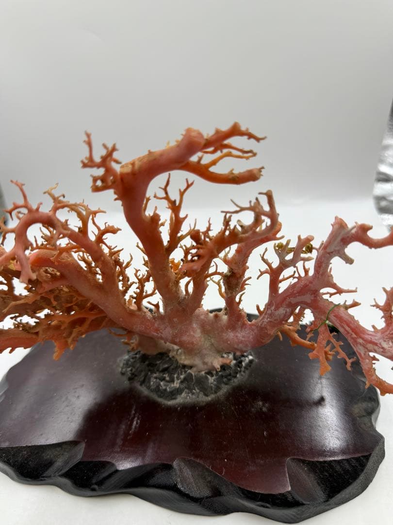 珊瑚 サンゴ置物 台座付き 楽天市場】【送料無料】天然深海赤珊瑚