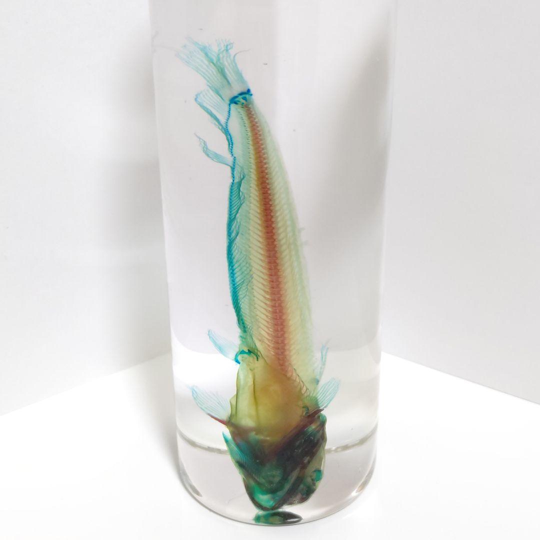 【良品】新世界透明標本 -ナマズ-