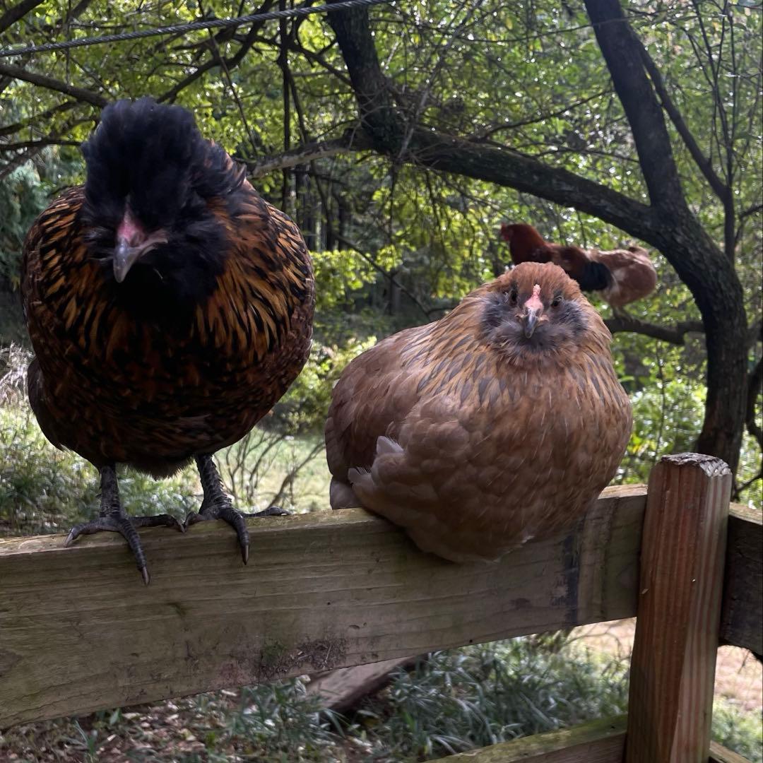 結び卵 放し飼い有精卵 終生飼育 - メルカリ