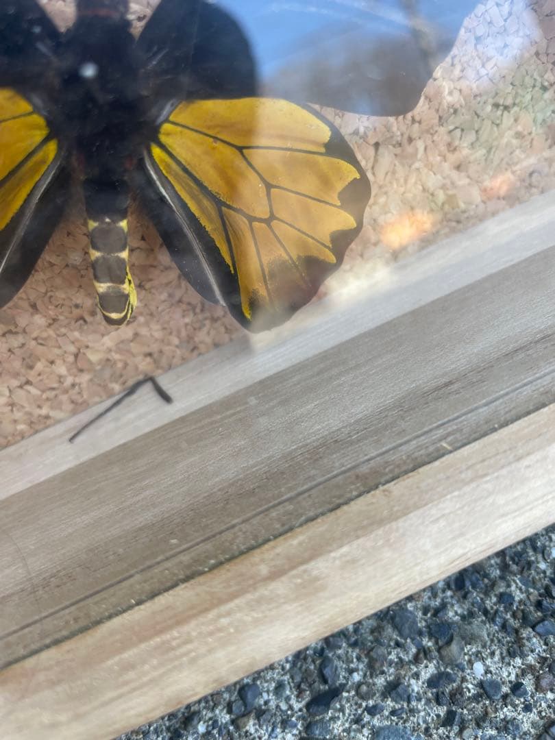 最終値下げ 蝶 標本 003 40×30センチ 厚さ6センチ