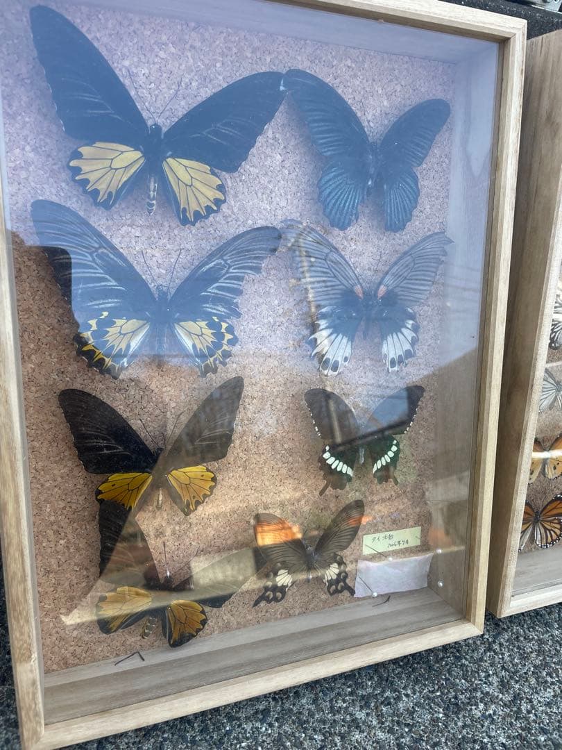 最終値下げ 蝶 標本 003 40×30センチ 厚さ6センチ