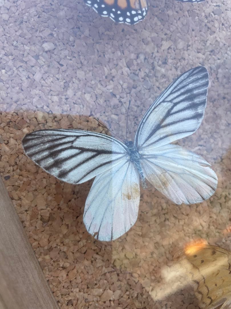 最終値下げ 蝶 標本 003 40×30センチ 厚さ6センチ