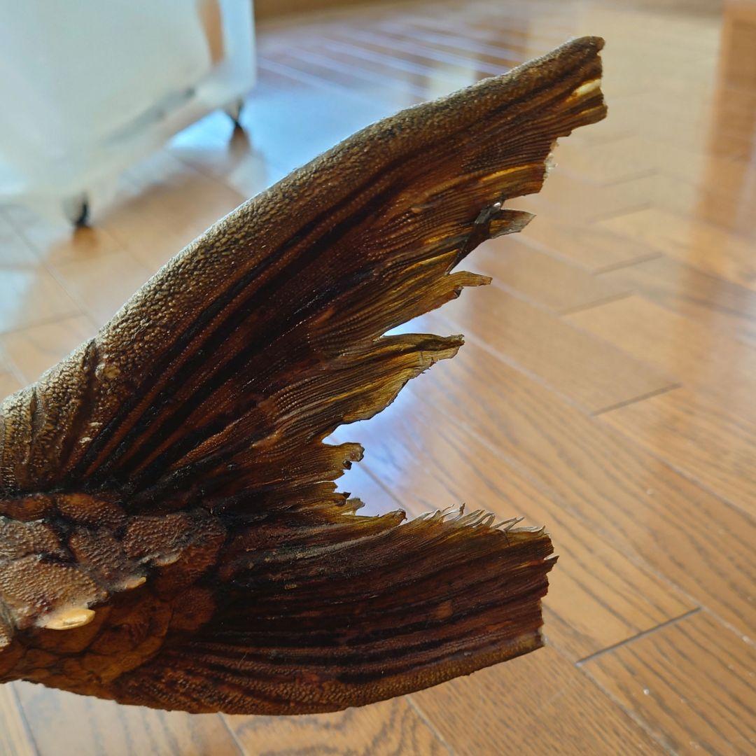 大ナマズ プテロドラス 大型剥製 はく製 レア 貴重 魚 アマゾン