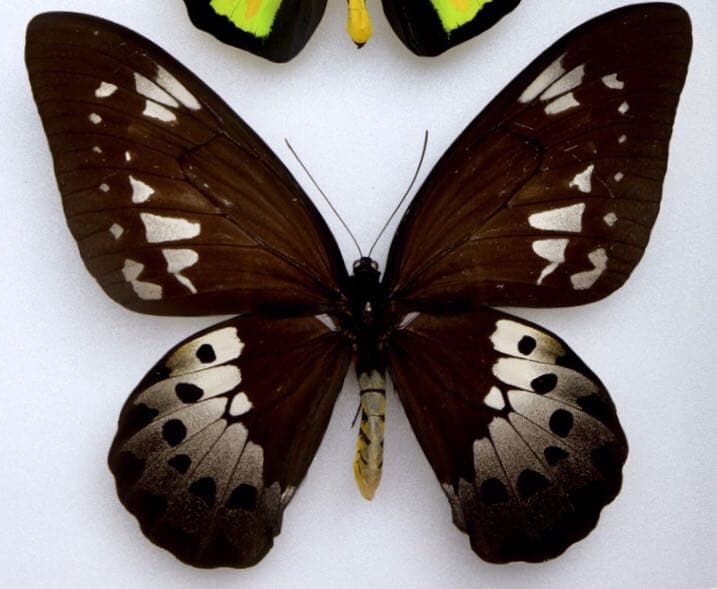 ゴライアストリバネアゲハ ♀ ゴライアストリバネアゲハ - Wikipedia