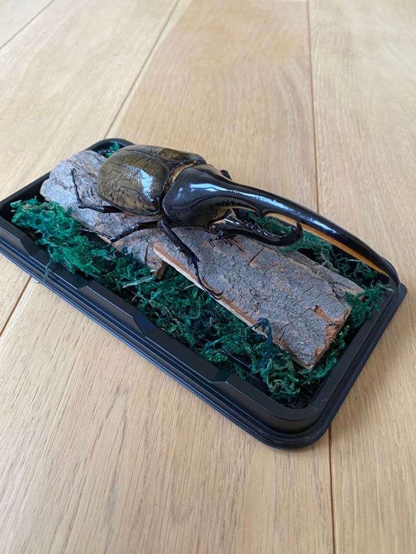 透明標本作製キット】(上級) 薬液のみ 全9種類 11点 各100ml