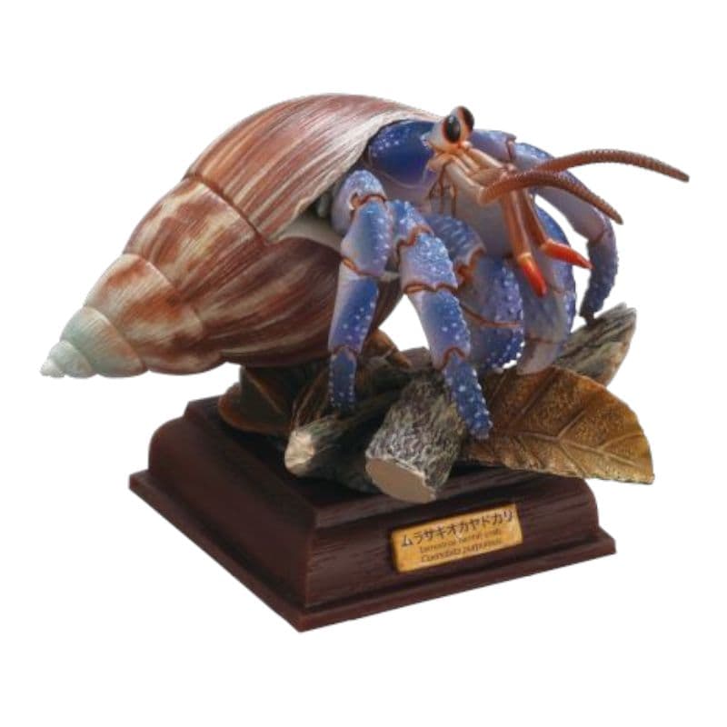 ネイチャーテクニカラー 小笠原 特装版 全6種コンプリートセット