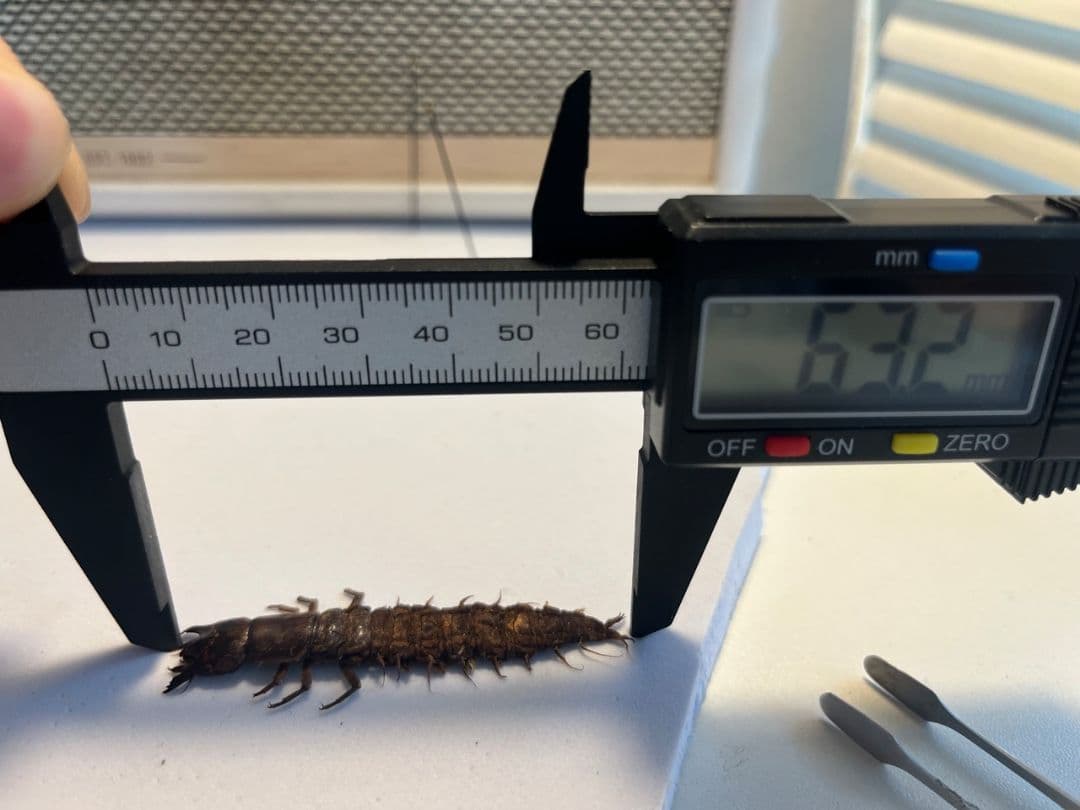 希少産地】オオアゴヘビトンボ 奇蟲 タランチュラ ムカデ 標本 昆虫