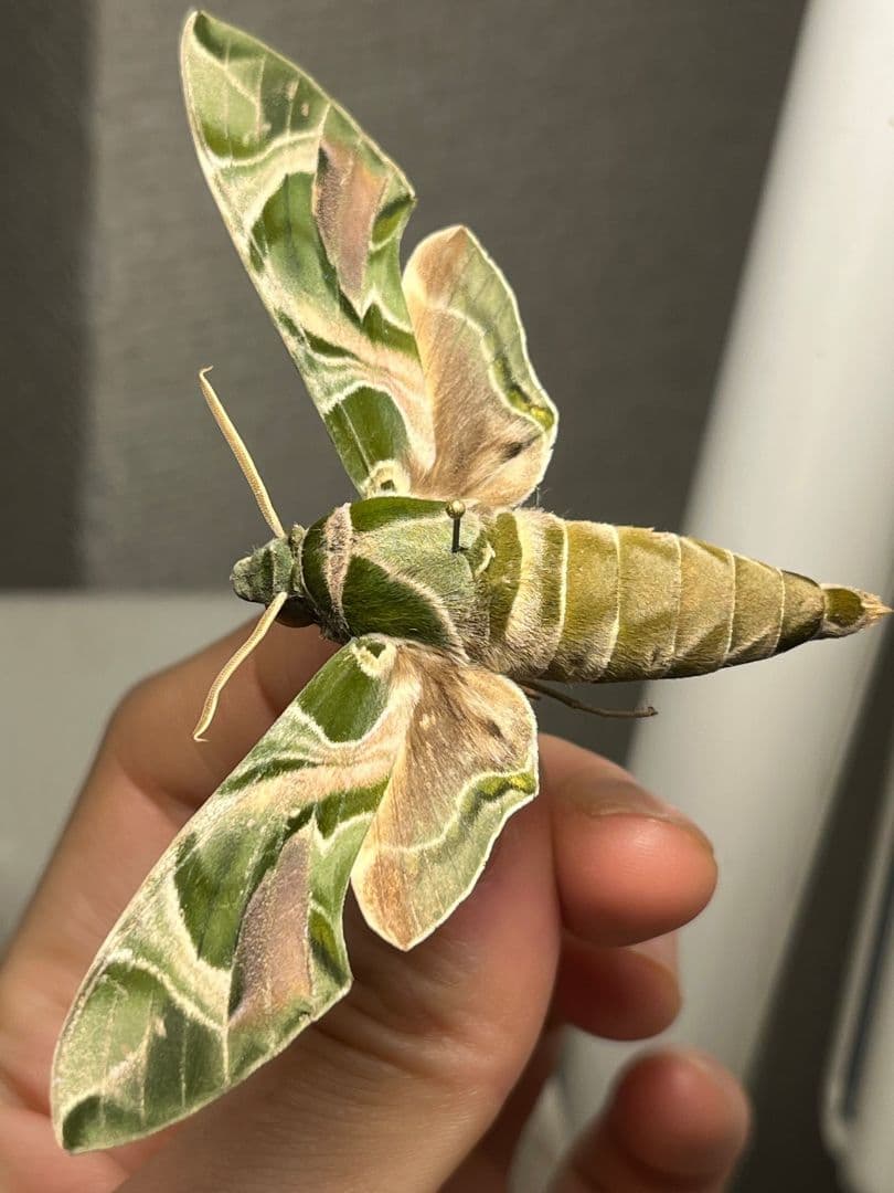 キョウチクトウスズメ 夾竹桃雀蛾 Daphnis nerii 蛾標本 蝶標本 - メルカリ