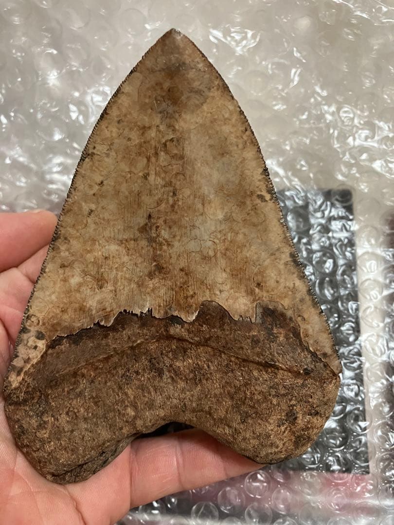 メガロドン 歯化石 世界最大級！この大きさは規格外！徹底的に美観