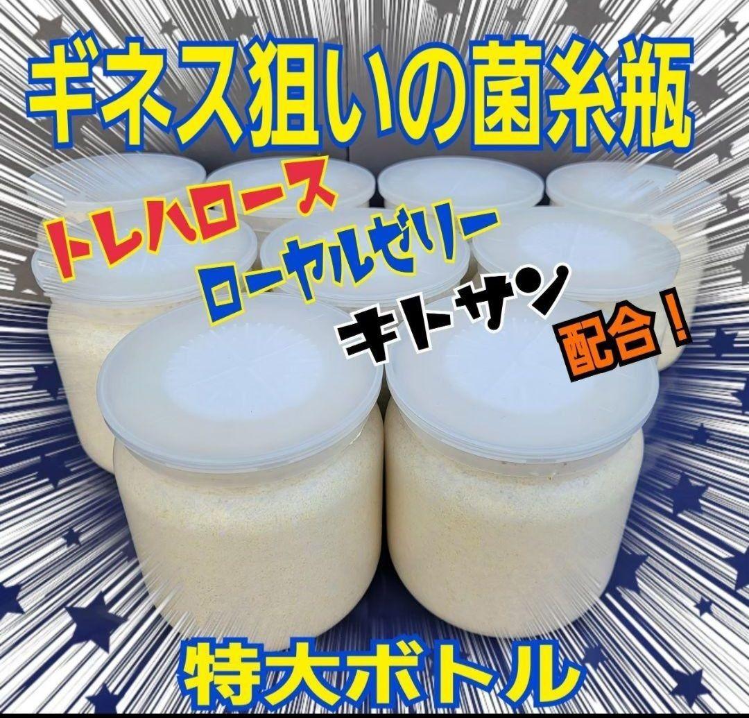 極上！ヒマラヤひらたけ菌糸瓶1500ml【6本】トレハロース、キトサン