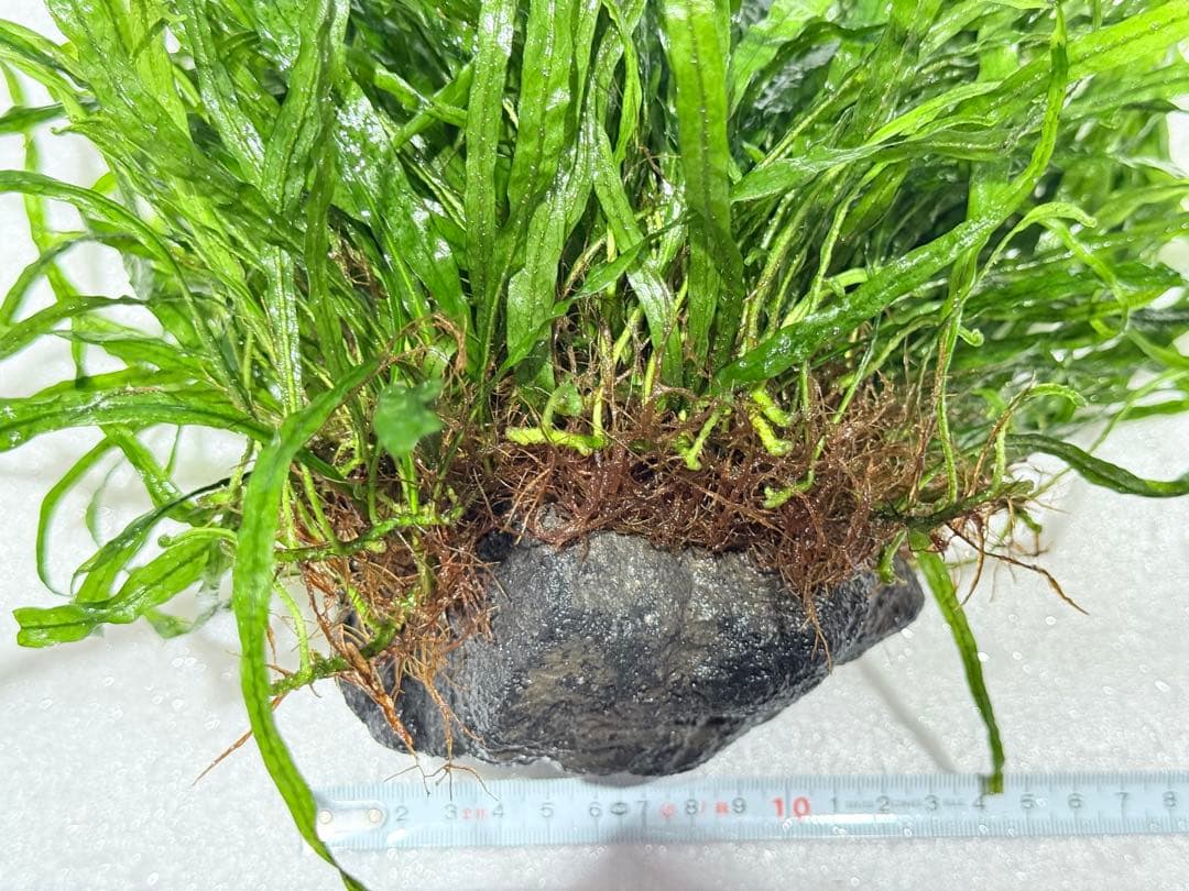 ミクロソリウム ナローリーフ 超大型株