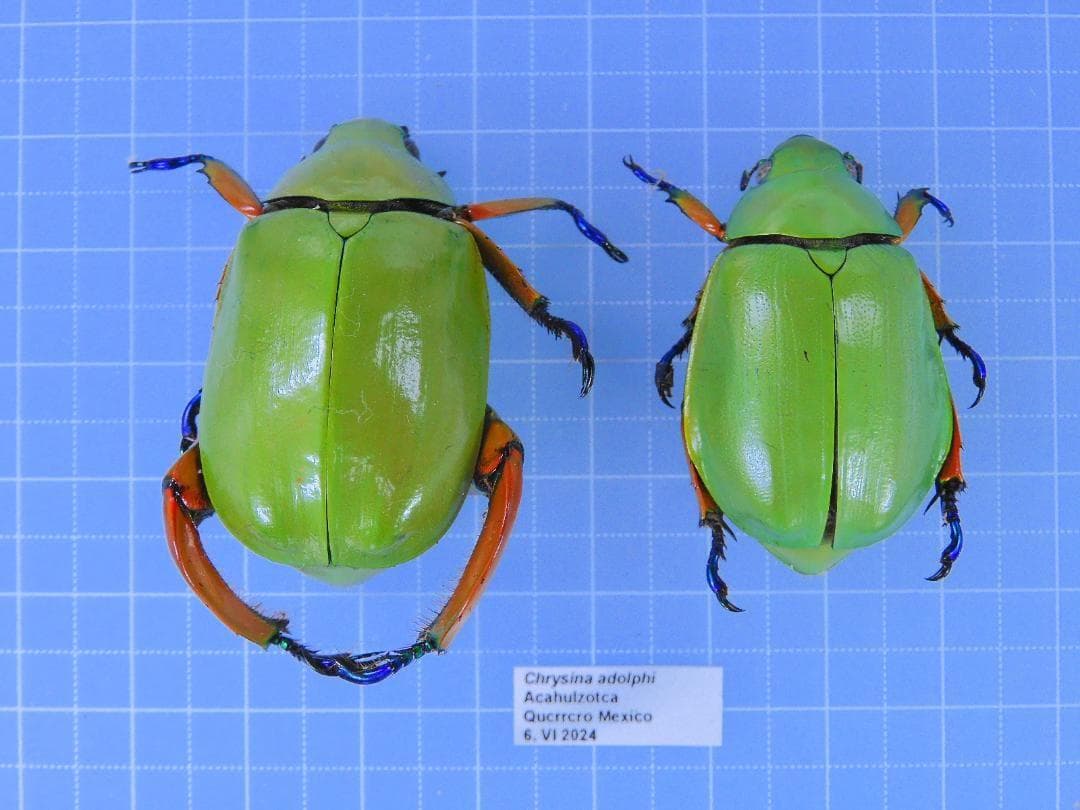 メキシコ産 アシナガコガネ 39mm 35mm - メルカリ