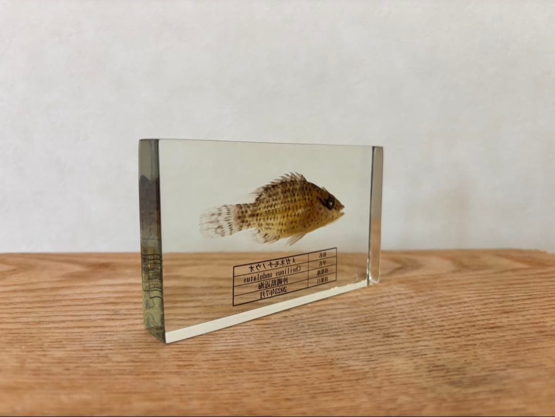 超美品,希少種】ナポレオンフィッシュ（メガネモチノウオ）樹脂封入標本
